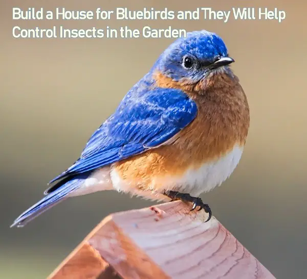 Build a House for Bluebirds and They Will Help Control Insects in the Garden