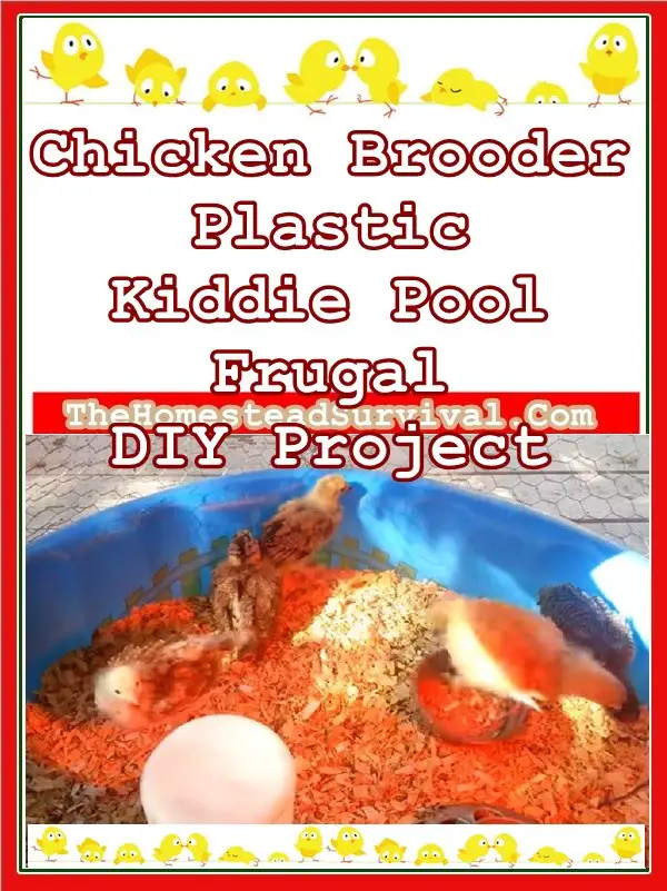 Chicken Brooder Plastic Kiddie Pool Frugal DIY Project - Homesteading - Chicks -