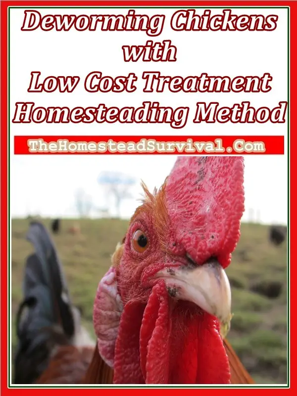 Deworming Chickens with Low Cost Treatment Homesteading Method