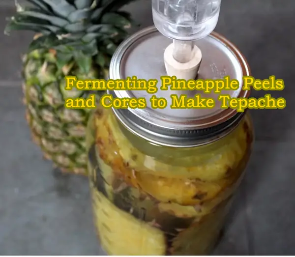 Fermenting Pineapple Peels and Cores to Make Tepache