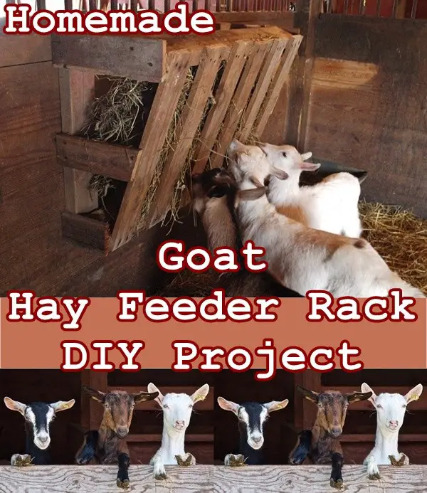 Homemade Goat Hay Feeder Rack DIY Project - Frugal Homesteading