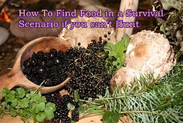 How To Find Food in a Survival Scenario if you can't Hunt 