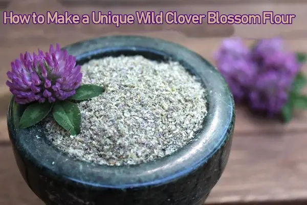 How to Make a Unique Wild Clover Blossom Flour