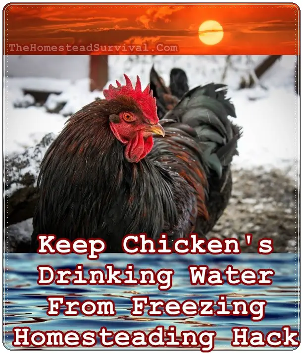 Keep Chicken Drinking Water From Freezing Homesteading Hack | The Homestead Survival 