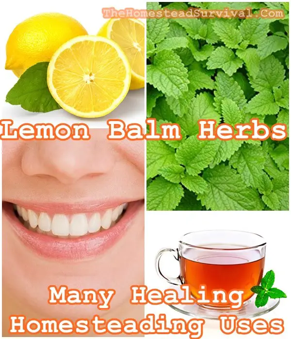 Lemon Balm Herbs Many Healing Homesteading Uses 