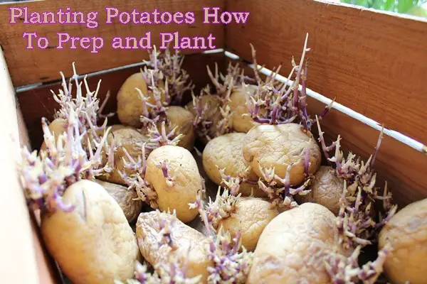 Planting Potatoes How To Prep and Plant