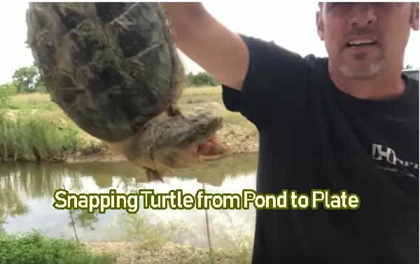 Snapping Turtle from Pond to Plate