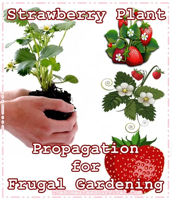 Strawberry Plant Propagation for Frugal Gardening | The Homestead Survival