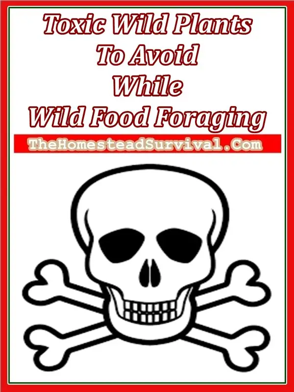 Toxic Wild Plants To Avoid While Wild Food Foraging