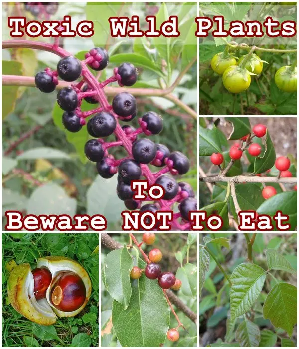Toxic Wild Plants To Beware NOT To Eat - Wild Food Foraging