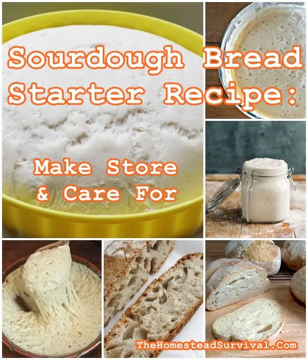 Sourdough Bread Starter Recipe: Make Store & Care For (Baking) - The homestead Survival - Homesteading