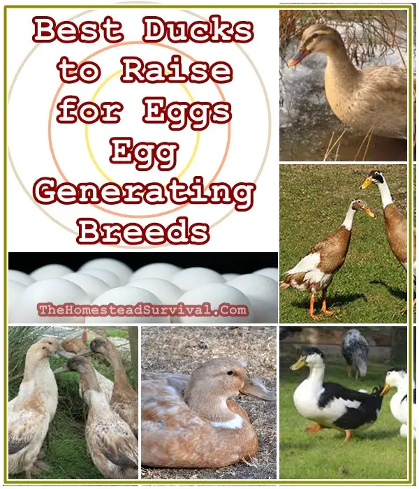Best Ducks to Raise for Eggs - Egg Laying Breeds - Homesteading - Poultry 