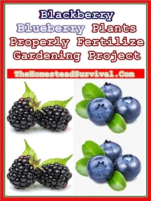 Blackberry Blueberry Plants Fertilized Gardening Project