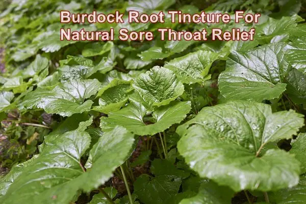 Burdock Root Tincture For Natural Sore Throat Relief