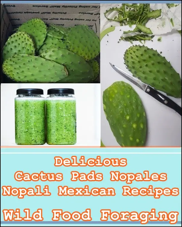 Cactus Pads Nopales Nopali Mexican Recipes - Wild Food Foraging - Frugal Food 