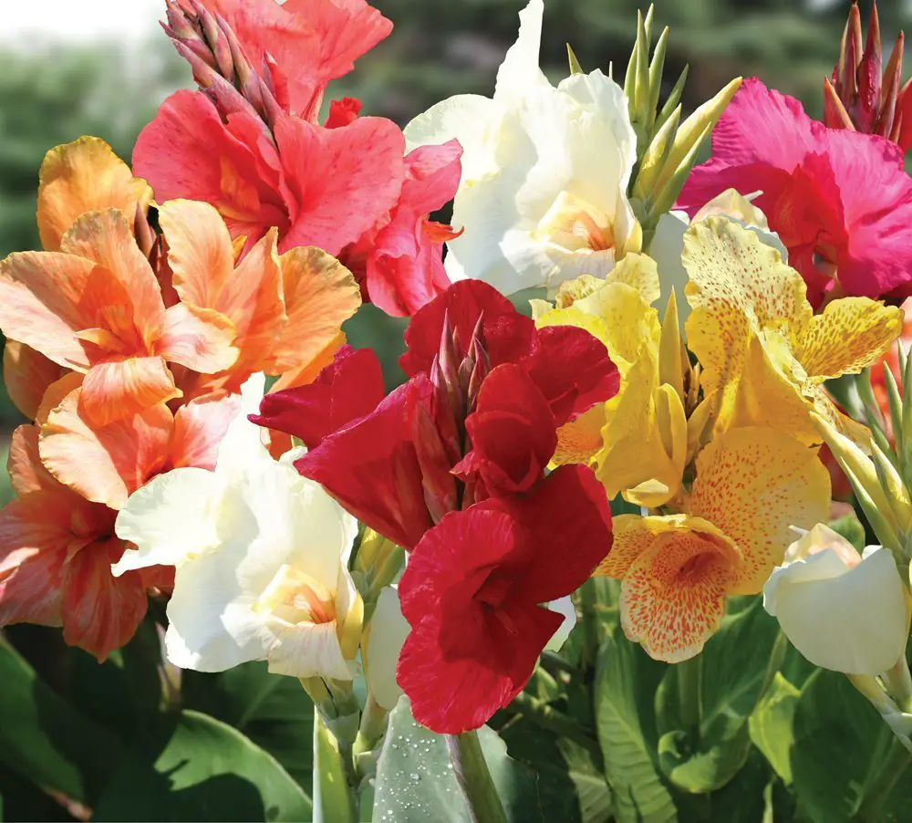 Gardening Low Maintenance Great Bursts Of Color Plants Canna Lily