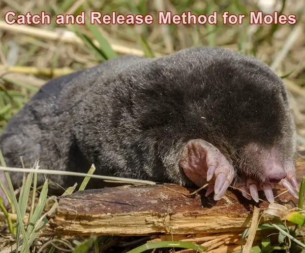 Catch and Release Method for Moles