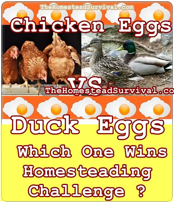 Chicken Eggs VS Duck Eggs Which One Wins Homesteading Challenge