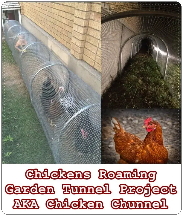 Chickens Roaming In Garden Tunnel Project AKA Chicken Chunnel - The Homestead Survival - Homesteading - Chicken Coop