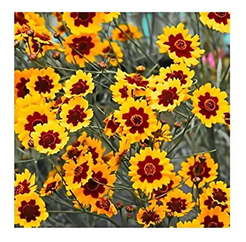 Gardening Low Maintenance Great Bursts Of Color Plants Coreopsis