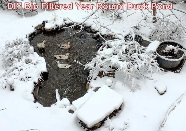 DIY Bio Filtered Year Round Duck Pond