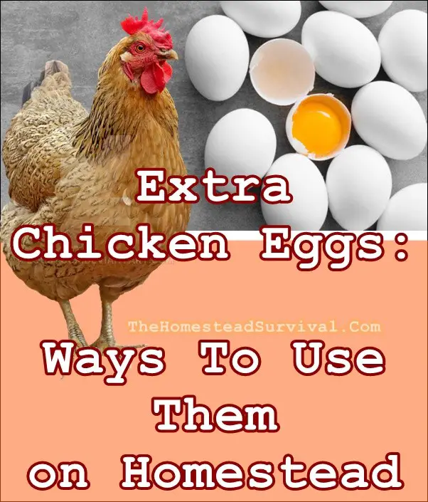 Extra Chicken Eggs: Ways To Use Them on Homestead - Homesteading - Chickens 