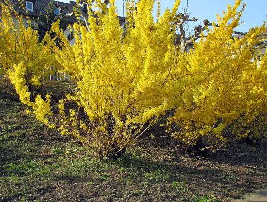Gardening Low Maintenance Great Bursts Of Color Plants FORSYTHIA