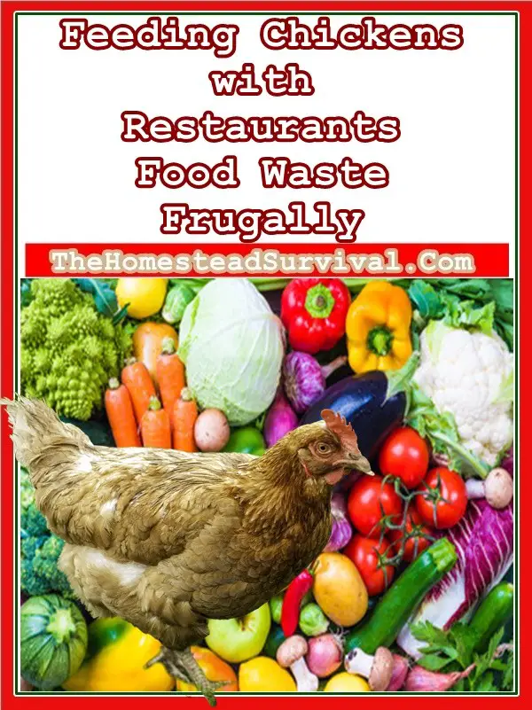 Feeding Chickens with Restaurants Food Waste Frugally Homesteading - The Homestead Survival