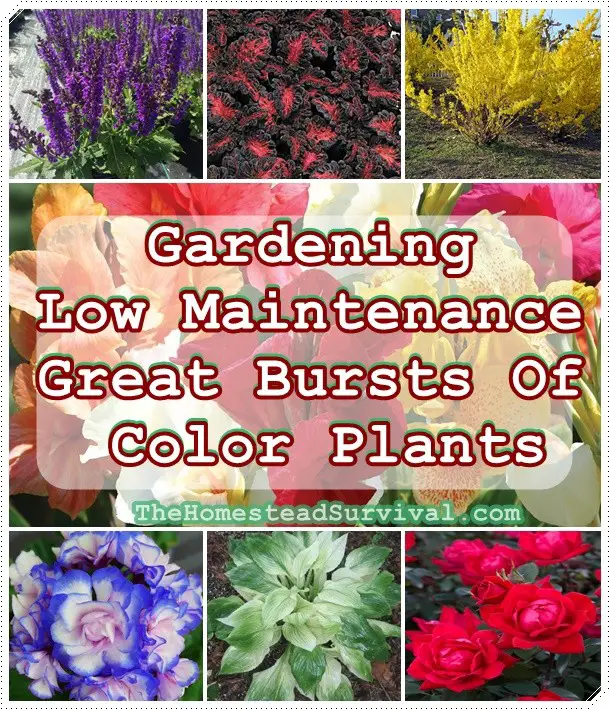 Gardening Low Maintenance Great Bursts Of Color Plants - Flowers - Shrubs - Bulbs 