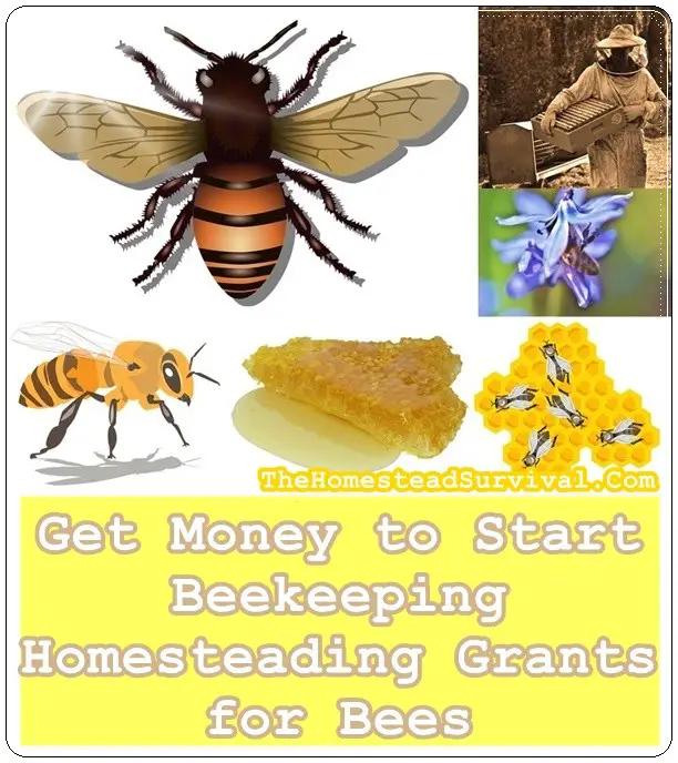 Get Money to Start Beekeeping Homesteading Grants for Bees