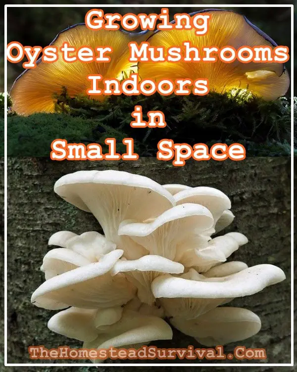 Growing Oyster Mushrooms Indoors in Small Space - Homesteading - Food