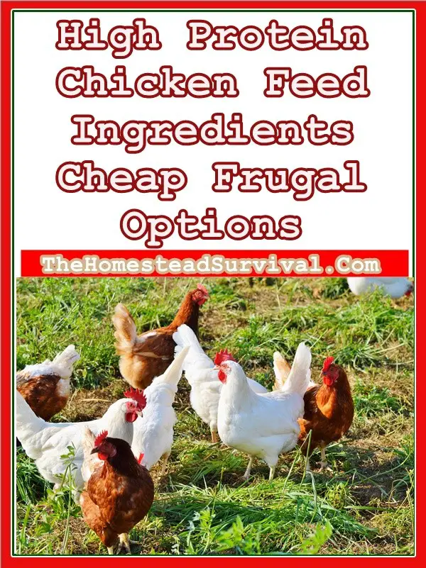 High Protein Chicken Feed Ingredients Cheap Frugal Options - Homesteading