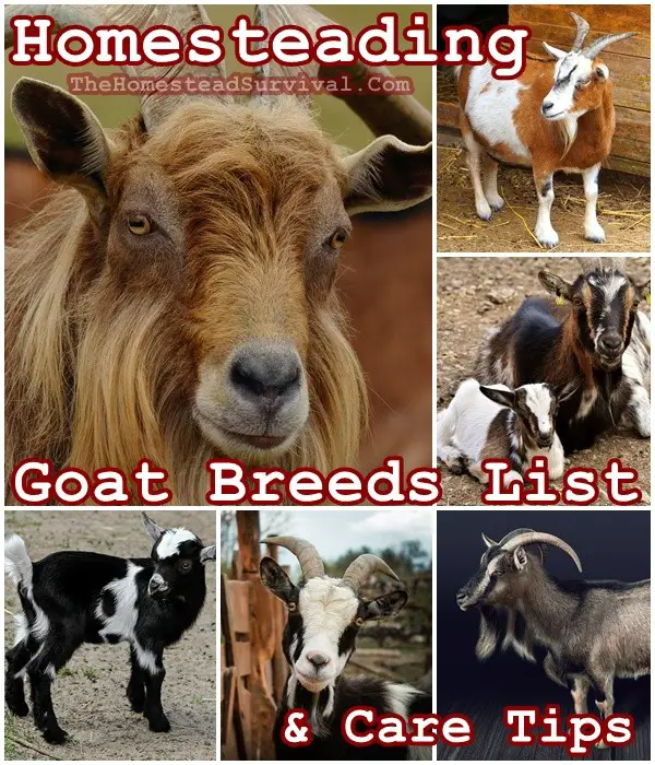 Homesteading Goat Breeds List and Care Tips