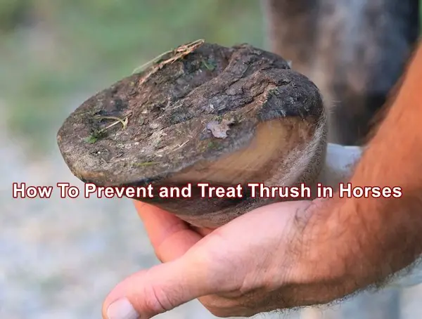 How To Prevent and Treat Thrush in Horses