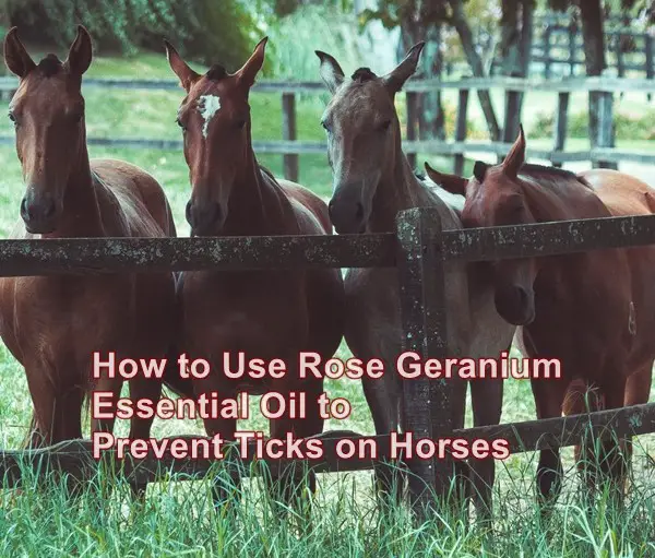 How to Use Rose Geranium Essential Oil to Prevent Ticks on Horses