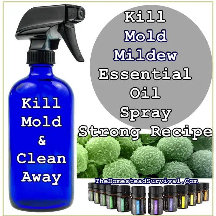 Kill Mold Mildew Essential Oil Spray Strong Recipe - Cleaning - Homesteading
