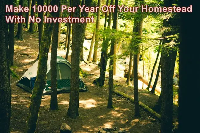 Make 10000 Per Year Off Your Homestead With No Investment