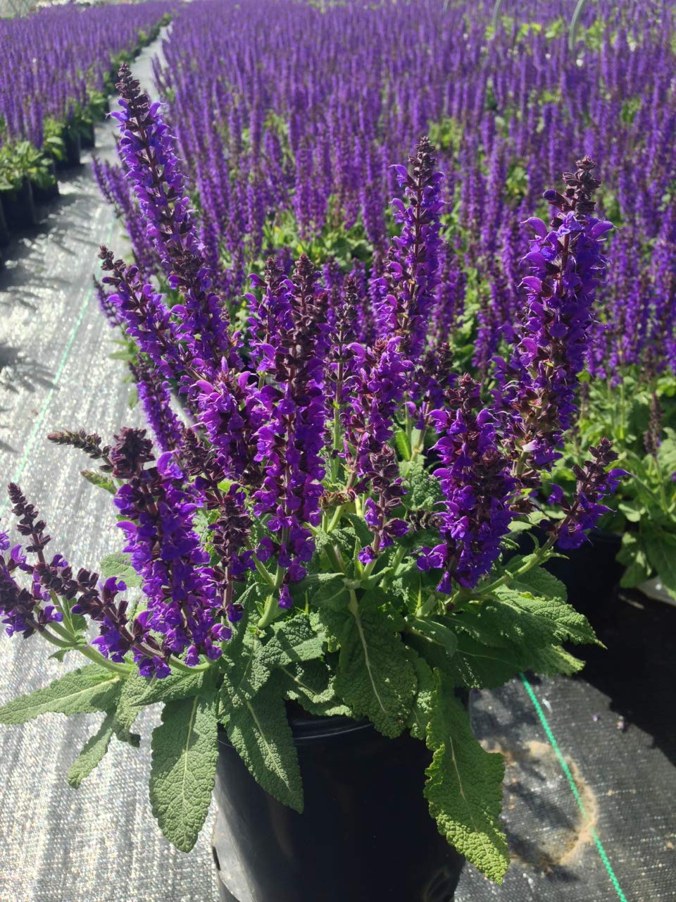 Gardening Low Maintenance Great Bursts Of Color Plants Meadow Sage