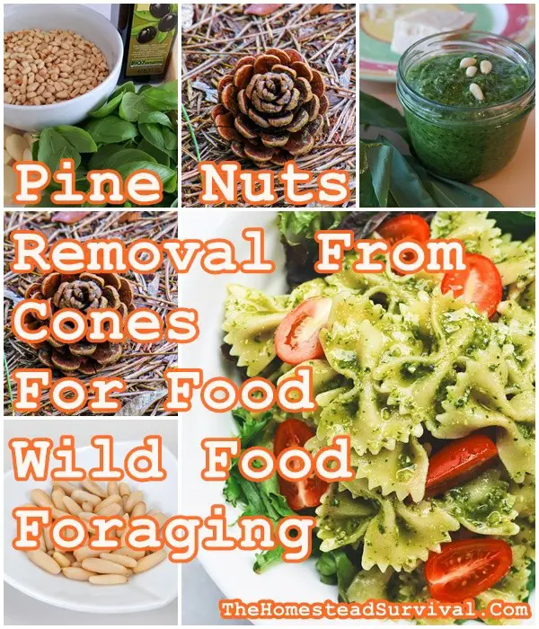 Pine Nuts Removal From Cones For Food - Wild Food Foraging - Frugal Homesteading