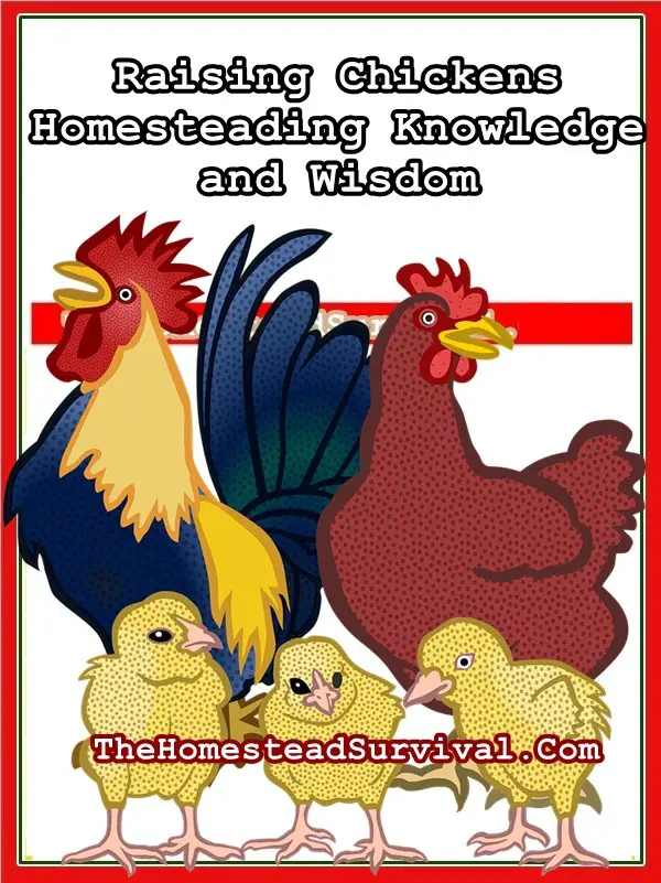Raising Chickens Homesteading Knowledge and Wisdom