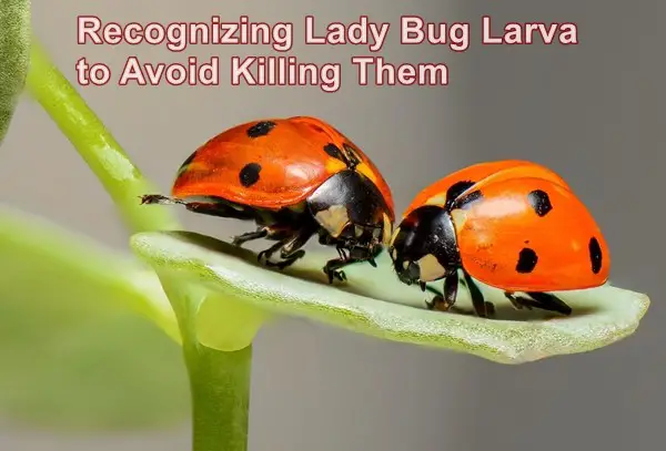Recognizing Lady Bug Larva to Avoid Killing Them