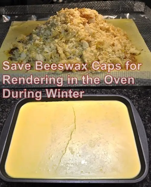 Save Beeswax Caps for Rendering in the Oven During Winter