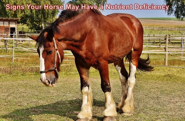 Signs Your Horse May Have a Nutrient Deficiency