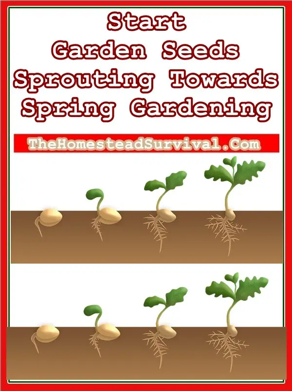 Start Garden Seeds Sprouting Towards Spring Gardening - Homesteading