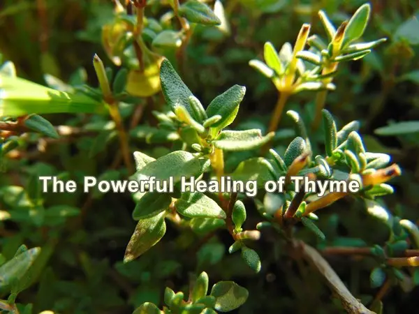 The Powerful Healing of Thyme