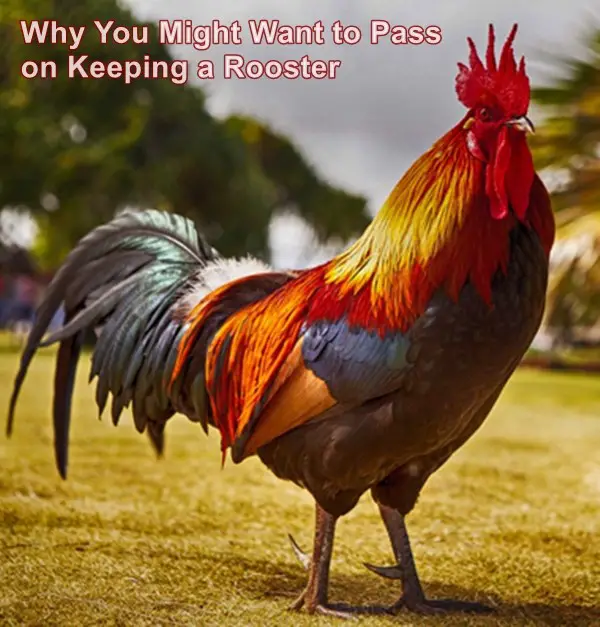 Why You Might Want to Pass on Keeping a Rooster