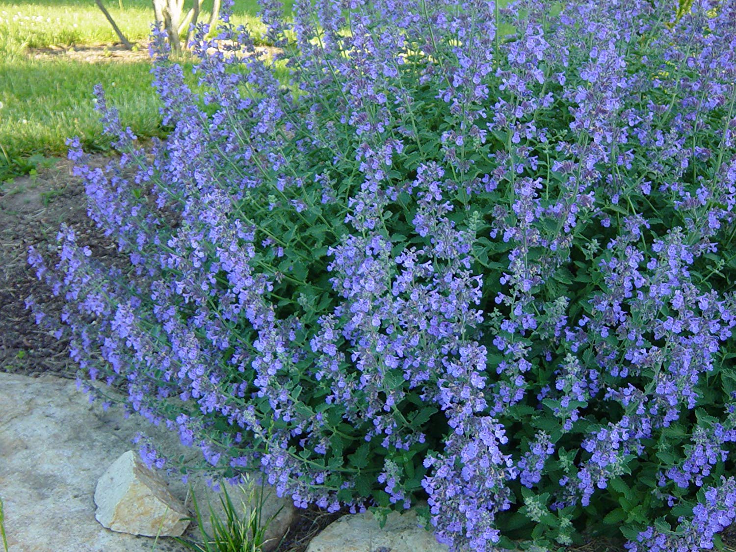 Gardening Low Maintenance Great Bursts Of Color Plants Catmint