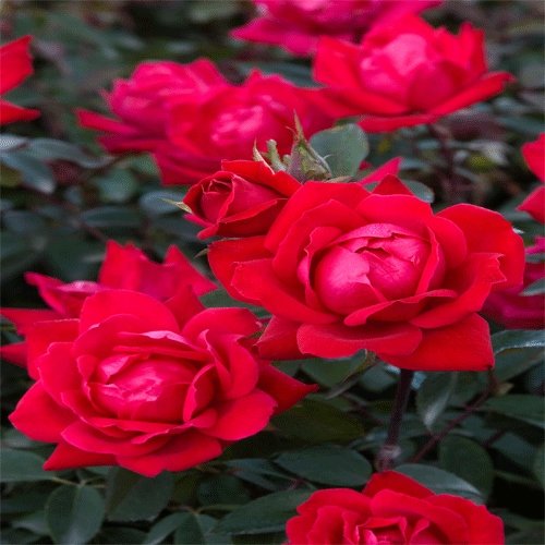Gardening Low Maintenance Great Bursts Of Color Plants Knockout Roses