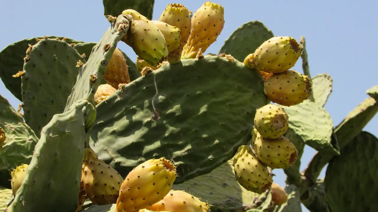 Cactus Pads Nopales Nopali Mexican Recipes - Wild Food Foraging - Homesteading - Frugal Food