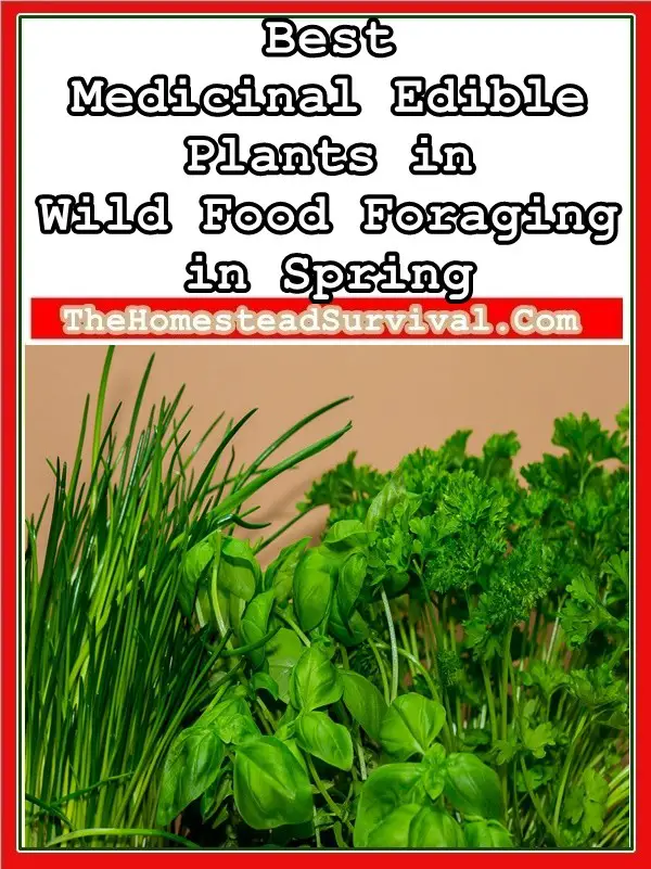 Best Medicinal Edible Plants in Wild Food Foraging in Spring